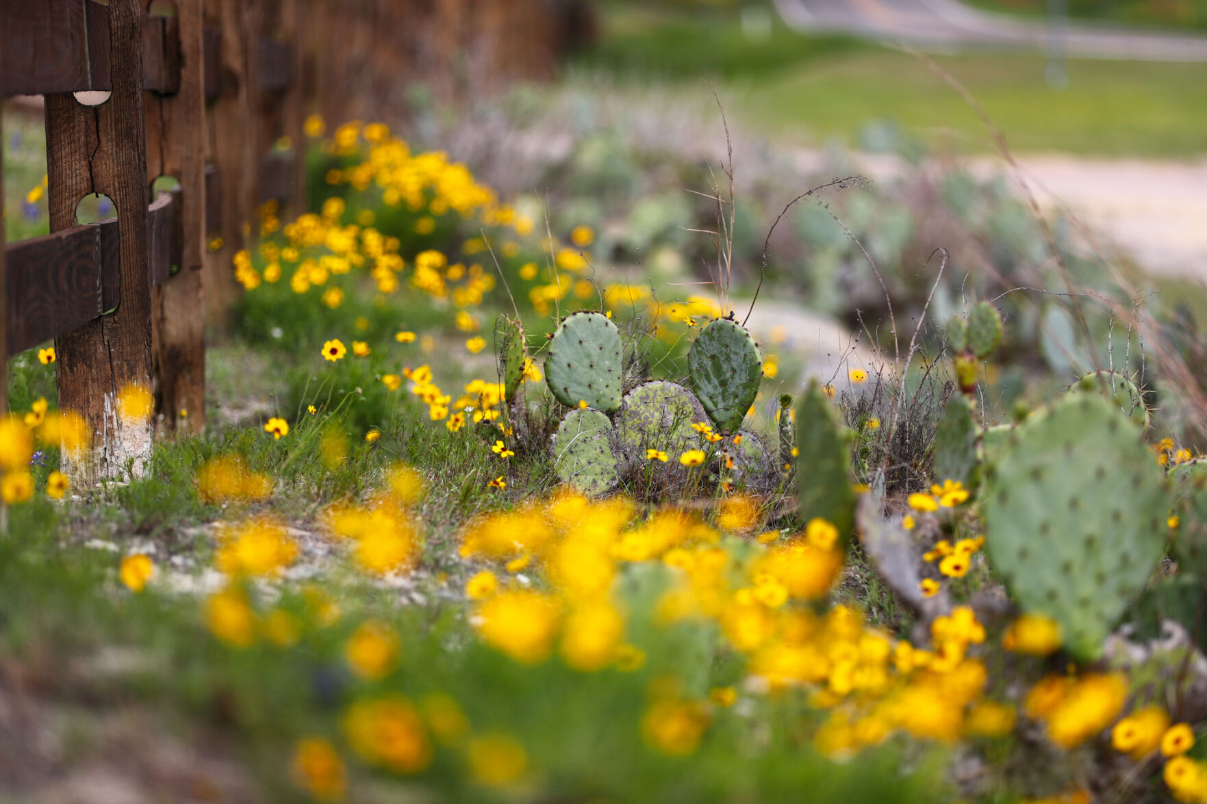 Brazos Valley Wildflowers